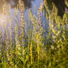 Bienenweide am Weiherrand